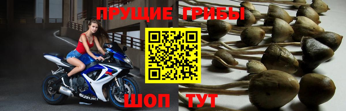 Псилоцибиновые грибы Psilocybine cubensis Тавда